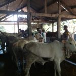 Kapolsek Turun Langsung Berikan Edukasi Tentang Penyakit Mulut dan Kuku Pada Peternak sapi IMG-20220603-WA0011