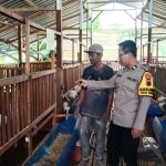 Antisipasi Wabah PMK, Bhabinkamtibmas Rutin Sambangi Kandang dan Rumah Pemotongan Hewan Ternak WhatsApp Image 2025-01-09 at 14.36.24